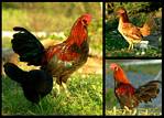 (21) rooster & hen - montage (day 1).jpg    (1000x720)    361 KB                              click to see enlarged picture